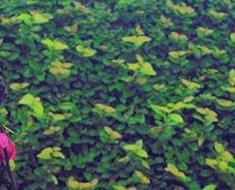 wallpaper-1689754