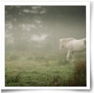 wallpaper-1689754