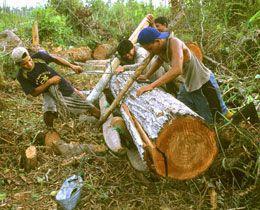 Überfälliges Holzhandelsgesetz endlich verabschiedet
