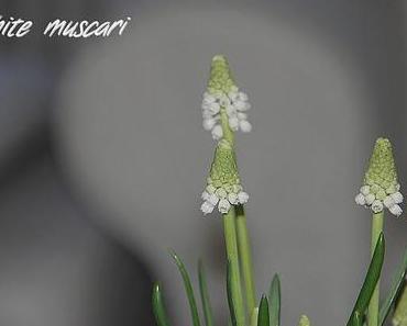 White Muscari