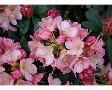 Lasst uns Bohnen zählen und zufrieden werden!