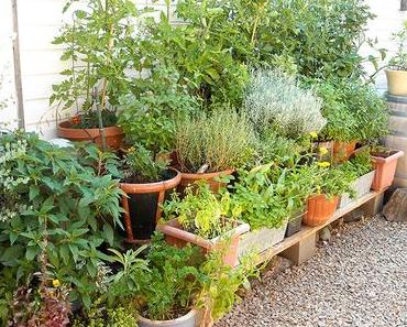 Natürlicher Schutz vor Mücken mit Kräutern