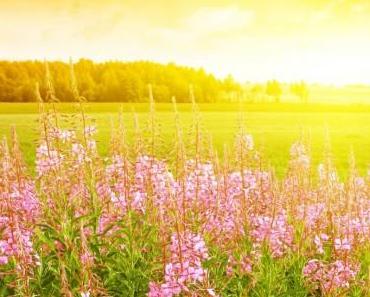 wallpaper-1689754