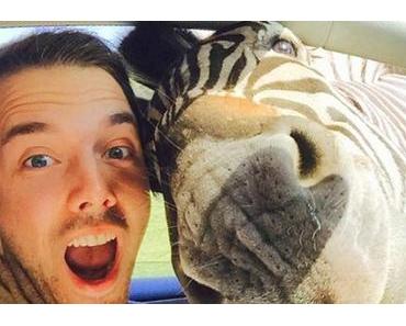 Das Zebra-Selfie wurde zum Medien-Hype