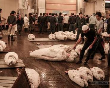 Fischmarkt Tokyo: Ein Besuch bei den Riesen-Thunfischen