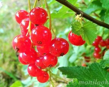 [Rezept] Käseküchlein mit Johannisbeeren