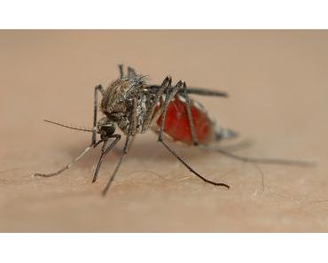 Mücken
