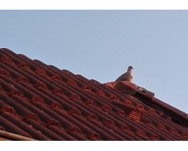 Foto: Die Taube auf dem Dach