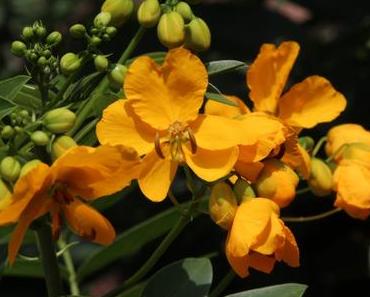 Foto: Blütenstände einer Kassia