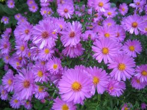 Dankbarkeit…wofür bin ich heute dankbar