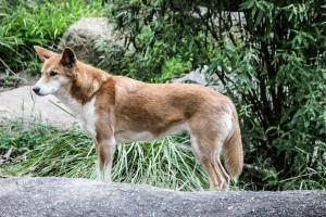 Dingo-Tec – Von Australien, über Deutschland nach Frankreich