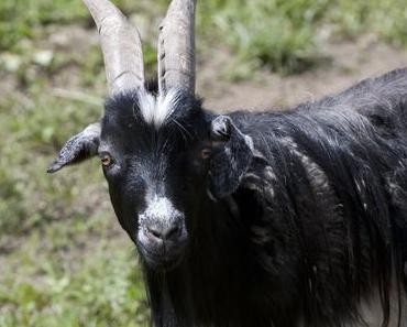 Capriz Feinkäserei, Qualität aus Südtirol FORMAGGI DI ALTA QUOTA