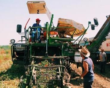 Kulinarische Reise: Auf den Tomatenfeldern von Maggi