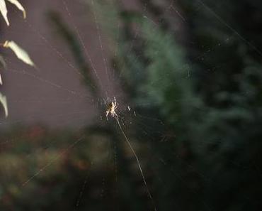 one pic a day | 266 |Arbeit | Fotografie