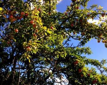 Im Altweibersommer: Die Coolen Blogbeiträge #39