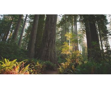 Gigantische Bäume im Redwood-Nationalpark