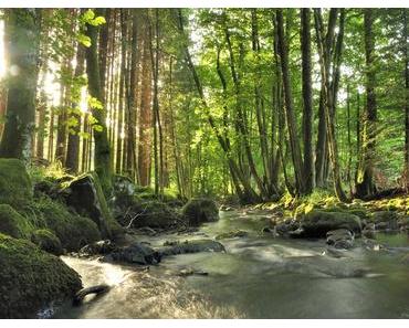 Sodasan Sandal Raumduft und Flüssigseife im Test