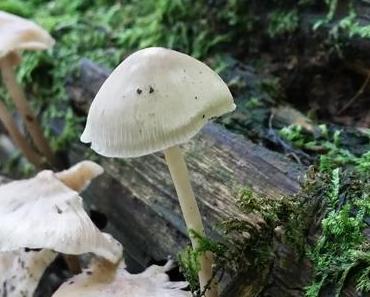 Herbstspaziergang und seine Folgen…oder was ist Esskastanien „Schnee“