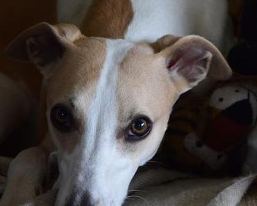 "The Book of the dog", Happy Birthday little Eloise und Lucy als Cover-Model