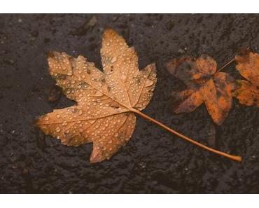 Herbstmusik: taubenbalkon – blattgold