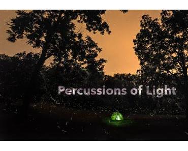 Leuchtkäfer im Zeitraffer in 4K