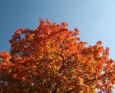 Foto: Herbstlaub im Sonnenlicht