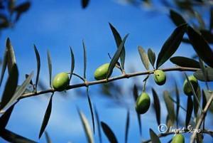 Ausgezeichnetes Olivenöl vom Comer See