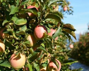 Der südtiroler Apfel – vom Baum in den Supermarkt