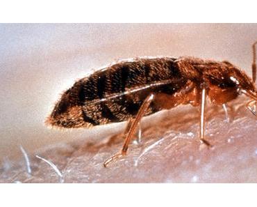 ich hab meine eigene Bettwanze