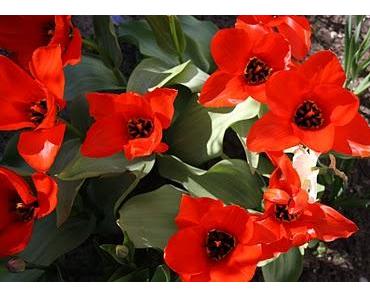 Schenke Deinen Mitmenschen Liebe und Fröhlichkeit!