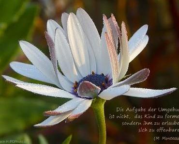 Sind so kleine Hände...