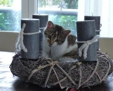 Ein Haustier zu Weihnachten