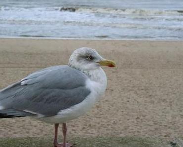 Back on the mainland .