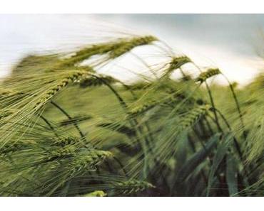 WARUM DU RYE WHISKEY PROBIEREN SOLLTEST