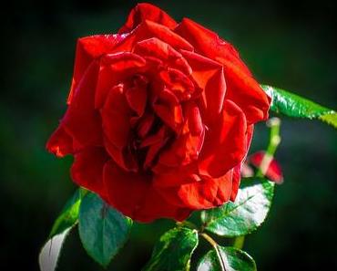 Rosentag – Tag der Rose in der Valentins-Woche