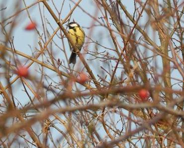 [Sonntagsgedanken] #12 Über das Bloggen