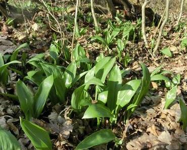 Bärlauch-Saison 2016 eröffnet!!