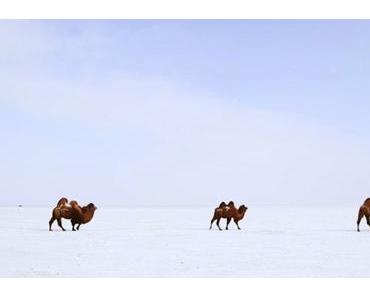 Dreaming of Mongolia