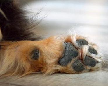 .cam underfoot | glück hat vier pfoten