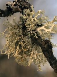 Eichenmoos ( Evernia prunastri )