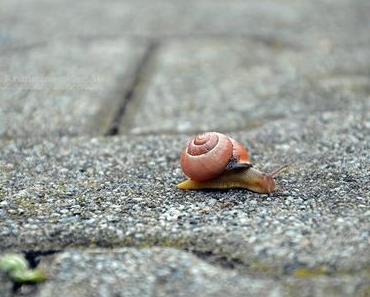 .cam underfoot mit gastropoda