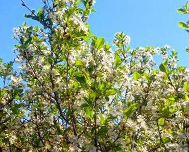 Der Frühling ist da! Da gibt es gleich eine neue Linkparty
