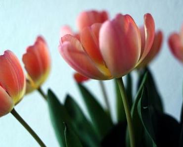 Das Leben ist kein Mädchenpensionat.