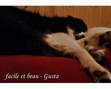 Cam Underfoot #14: Hundebett