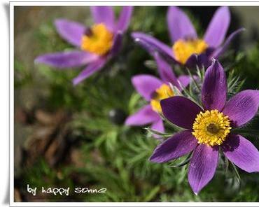 Der kleine Bruder....