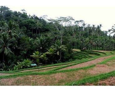 Ubud – Was hat Balis Kulturzentrum zu bieten?