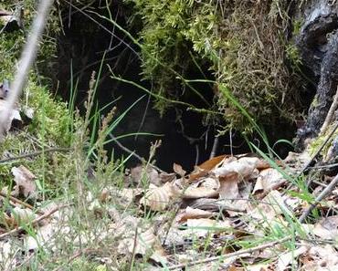 Cam Underfoot #17: Fuchsbau