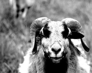 Fotografie | SchwarzWeissBlick No 12