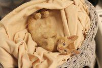 I proudly present: Tiny Jogurt – der kleine rote Kater