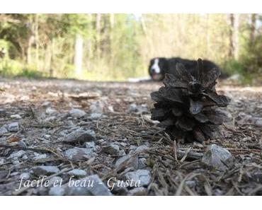 Cam Underfoot #21: Zapfen